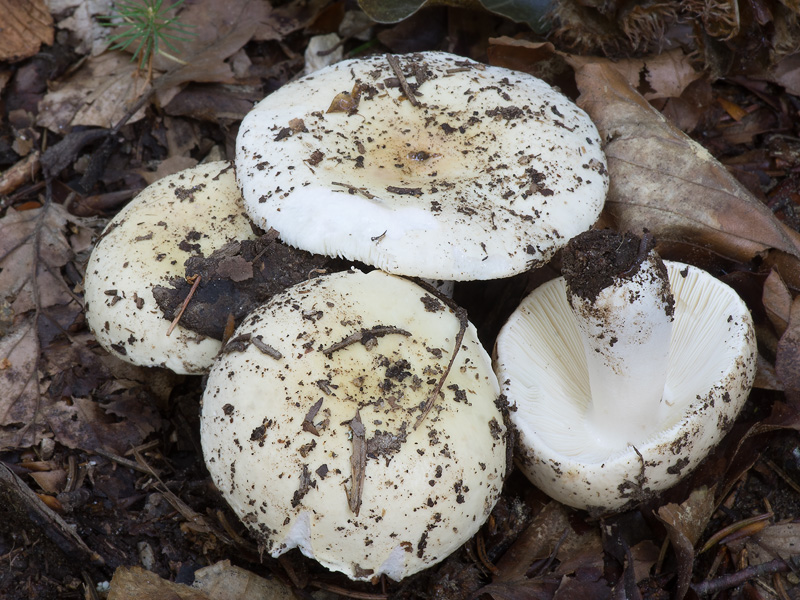 Russula vesca